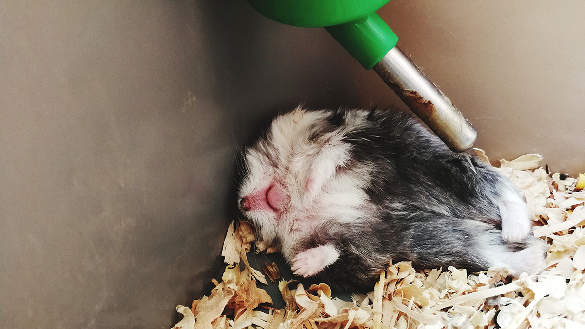 Mort subite du hamster : 6 causes possibles